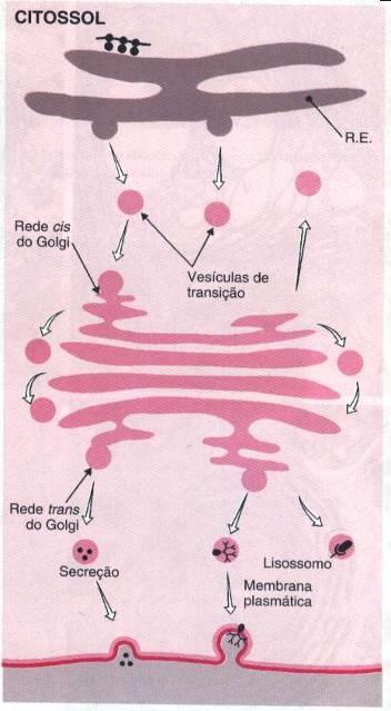 RELAÇÕES R.E.R e C.G Polirribossomo Os produtos do Retículo Endoplasmático são levados ao Complexo golgiense por meio de vesículas de transporte.
