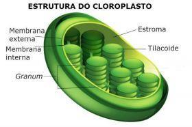 Função: nos plastos, ocorre o processo de fotossíntese (a