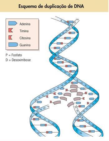 11 Posteriormente, esse primer é retirado e substituído pelo DNA por meio de uma enzima chamada polimerase I.