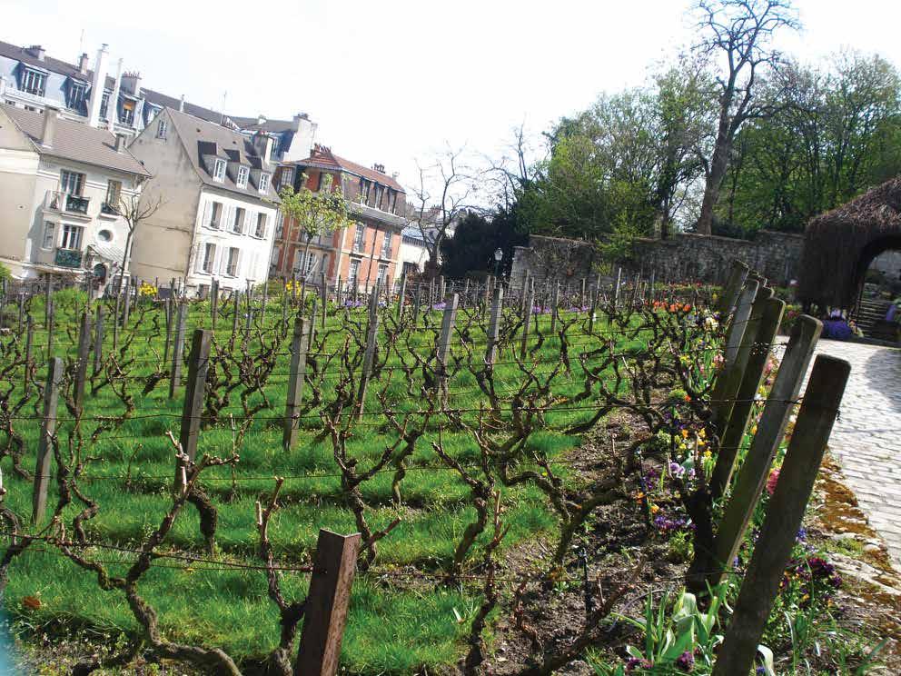 CLOS DE MONTMARTRE, O PEQUENO VINHEDO BOÊMIO DE PARIS Conheça Clos de Montmartre, o pequeno vinhedo de Paris no bairro boêmio de Picasso, Renoir, Van Gogh, Gauguin, Balzac, Emile Zola, Boudelaire - e