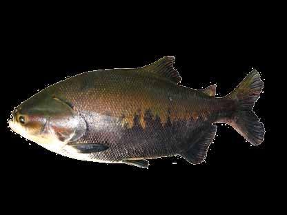 Imagem 1. Tambaqui (Colossoma macropomum) pescado no Tapajós. Por Efrem Ferreira, fev. 2009. 1997; Barthem et al.