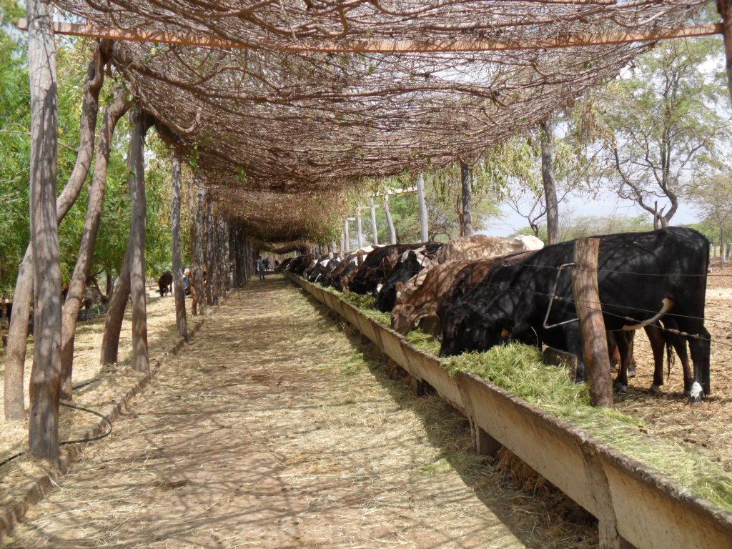 coleção de água e presença de carrapatos, Petrolina, PE.