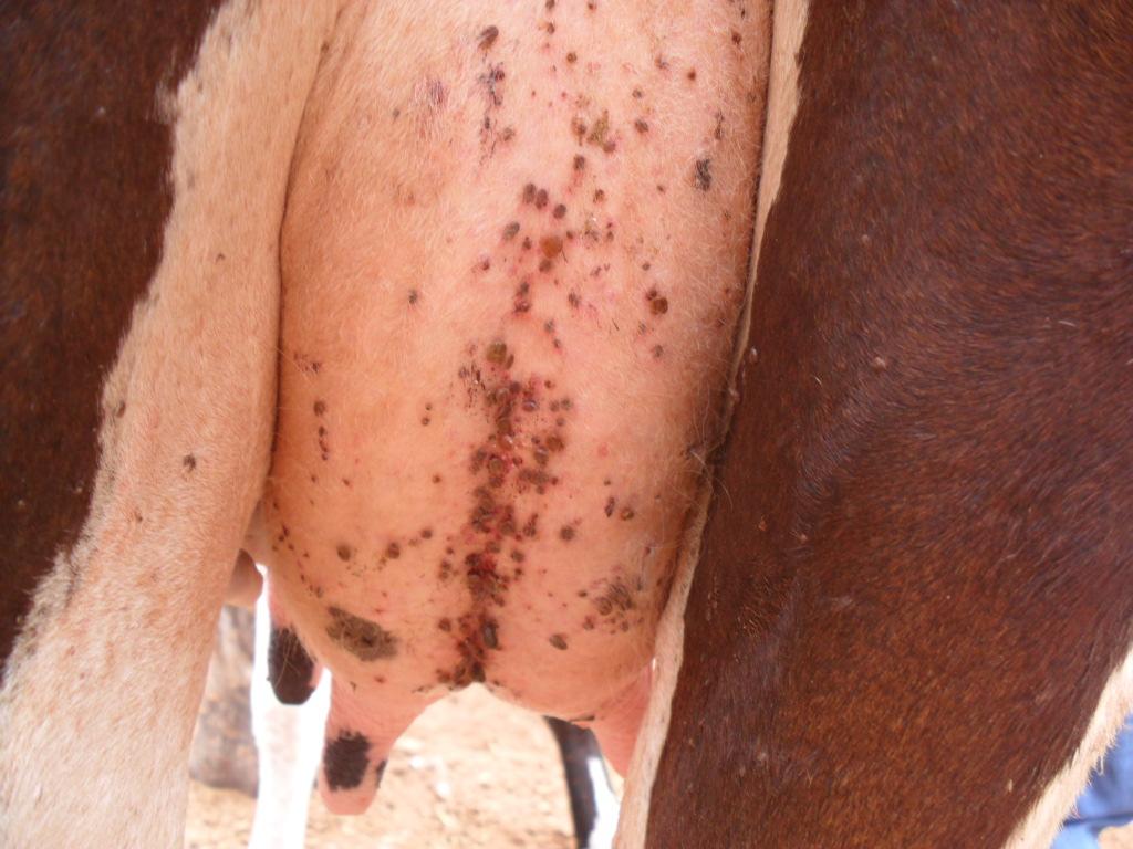 bigemina em eritrócito observado em esfregaço de sangue periférico