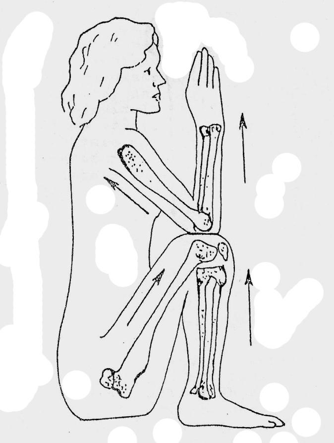 (Figura V-12. Epífise fértil dos ossos longos) O crescimento do osso antes de sua ossificação se faz à custa do próprio modelo pôr multiplicação celular.