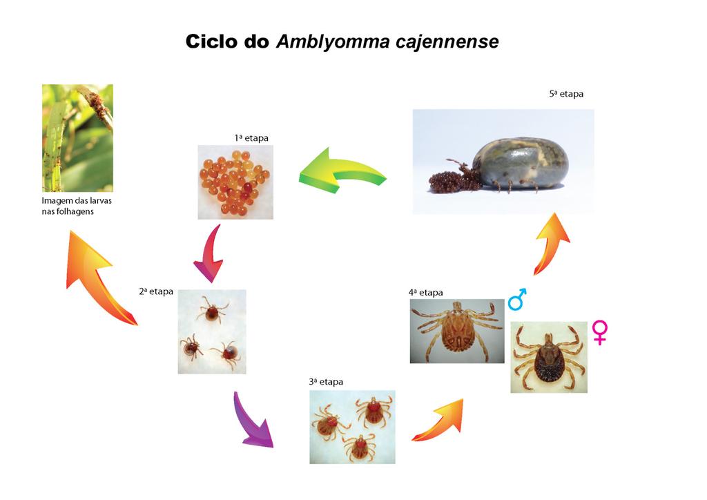 4 A bactéria R. rickettsii é transmitida através da picada do carrapato em qualquer uma das fases de vida do vetor (larva, ninfa ou adulto) sendo, no Brasil, A.