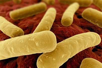 As bactérias, pela sua diversidade e patogenia, constituem, de longe, o grupo microbiano mais importante e mais vulgarmente associado às doenças transmitidas pelos alimentos.
