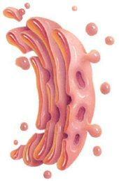 lisossomos; Desenvolvido em células secretoras (pancreáticas); Produzem muco lubrificante da parede intestinal;