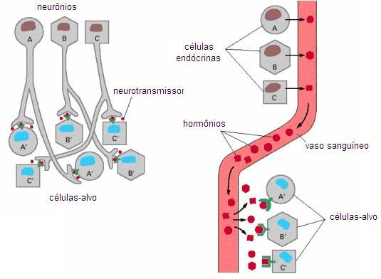 Sinalização de longa distância Liberação do 1º mensageiro: Tipos de sinalização a longa distância Sinalização neuronal Sinalização Endócrina Distribuição lenta depende da difusão