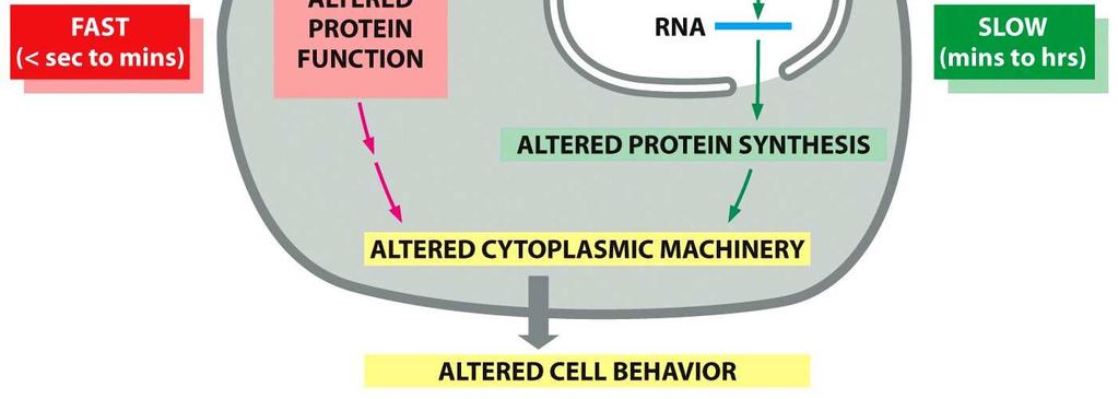 covalente reversíveis de proteínas alvo - Ativação/inativação de enzimas efetoras 2) Abertura de canais - Efeito