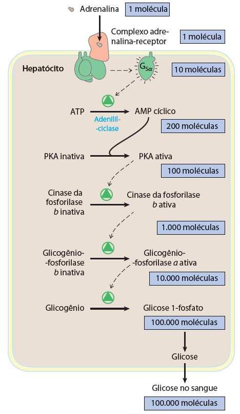 Sistemas de amplificação de sinal As vantagens do uso de 2º mensageiros Efeito Cascata de sinalização 1) Amplificação de sinal - Um pequeno sinal pode produzir amplas respostas