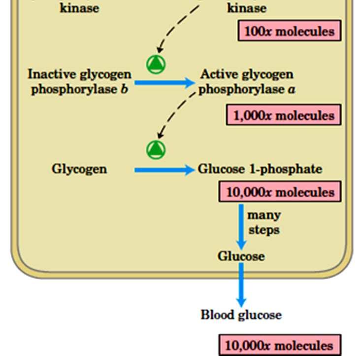 Glucagon no