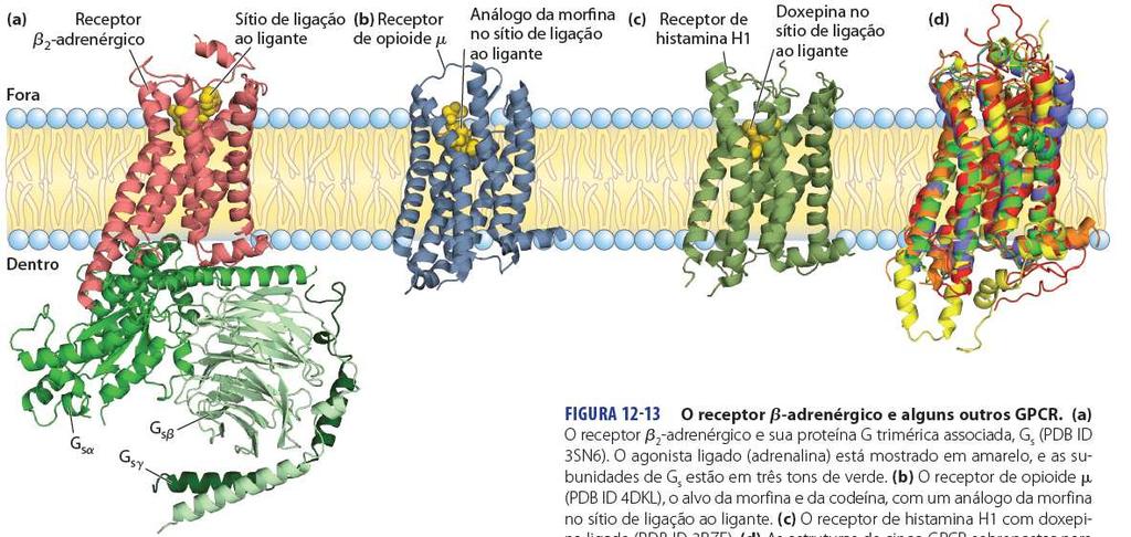1) Receptores acoplados a Proteínas G GPCR: G protein-coupled receptors ~1/2 dos fármacos atuam sobre GPCR ~1000 genes em humanos ~150 órfãos (sem ligantes descritos) ~350 para hormônios e outras