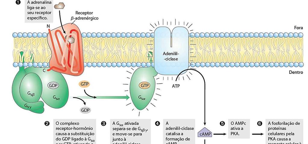 Receptor β-adrenérgico Protótipo do grupo Presente no músculo esquelético, fígado e adipócitos - Degradação de glicogênio e triacilgliceróis 1) Receptores acoplados a Proteínas G Adenilil-ciclase