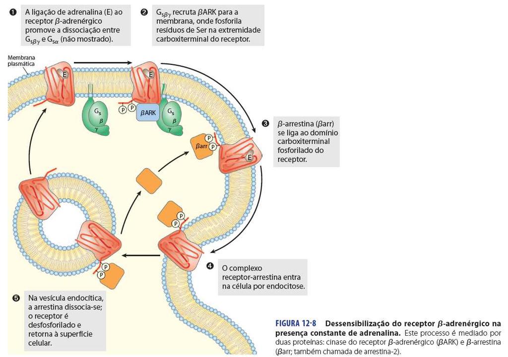 1) Receptores acoplados a Proteínas G Dessensibilizarão de receptores β-adrenérgicos Processo que sequestra os receptores em vesículas no citoplasma.