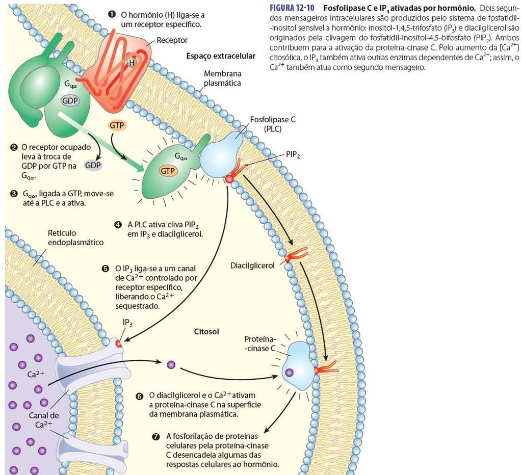 1) Receptores acoplados a Proteínas G GPCR