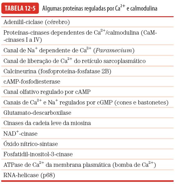 2+ Ativa a CaM-kinase Efeito do Ca 2+ interconexão com camp - Estimula a