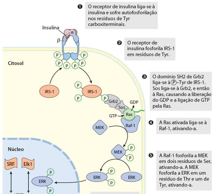 2) Receptores Tirosina-kinases (RTK) Possuem atividade kinase intrínseca: Receptor da Insulina: INSR Montagem do complexo envolve proteínas contendo o