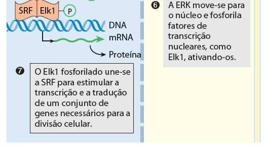 nucleotídeos (GEF) - Induz troca de GDP/GTP na Ras Ras - Protótipo das pequenas proteína G - Ligada a GTP ativa a proteína kinase Raf1 uma MAPK