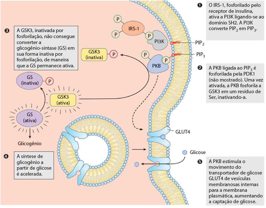 2) Receptores Tirosina-kinases (RTK) Possuem atividade kinase intrínseca: Receptor da Insulina: INSR Ativação de enzimas contendo o domínio SH2 Fosfoinositídeo-3-kinase PI3K - Reconhece Pi-Tyr da