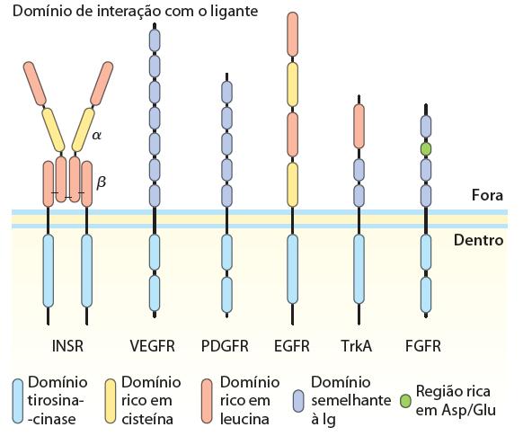 2) Receptores Tirosina-kinases (RTK) Possuem atividade kinase intrínseca: Outros exemplos