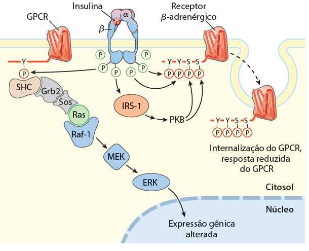 Integração de vias Insulina versus Adrenalina Metabolismo é entrelaçado e estratificado Integração do sinal da insulina Insulina induz sequestro de receptores β-adrenérgicos devido a