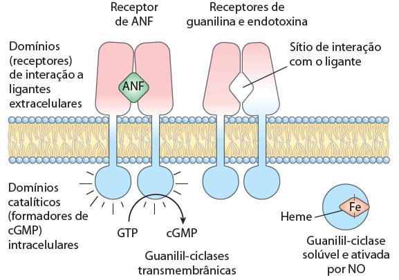 3) Receptores Guanilil-ciclases Ação via cgmp e Proteínas Kinases G (PKG) cgmp transmite diferentes mensagens para diferentes tecidos - Rins e intestino retenção de água - Relaxamento do músculo