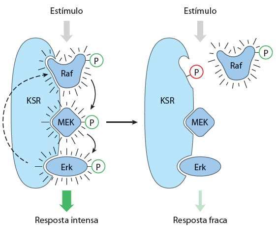 Proteínas adaptadoras Tema recorrente Circuitos proteicos, proteínas de ancoragem e balsas lipídicas EX: A cascata das Raf (MAPK), MEK (MAPKK) e Erk (MAPKKK) depende da proteína de ancoragem KSR