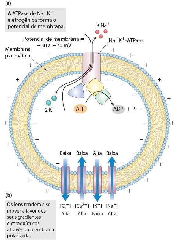 4) Receptores acoplados a canais iônicos Convertem sinais QUÍMICOS em sinais ELÉTRICOS - Funcionam de maneira simples e direta - Responsáveis pela transmissão rápida de sinais (sinapses do sistema