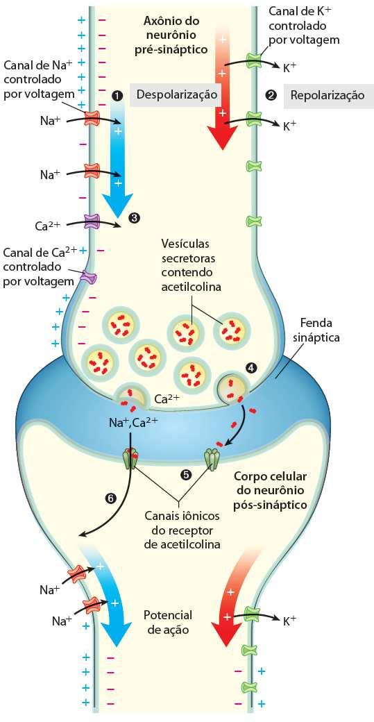 4) Receptores acoplados a canais iônicos Canal de membrana controlados por voltagem Sinalização no sistema nervoso central - Potencial de ação em extremidades do neurônio - Liberação de