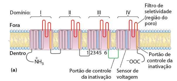 4) Receptores acoplados a canais iônicos Funcionamento do