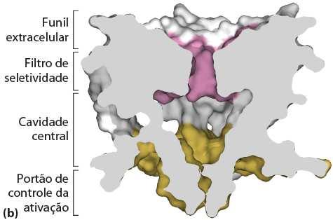 domínios contendo 6 α- hélices transmembrana formando um