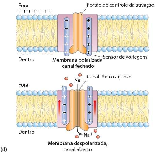 seletividade loop entre hélice 5 e 6 α-hélice 4 é