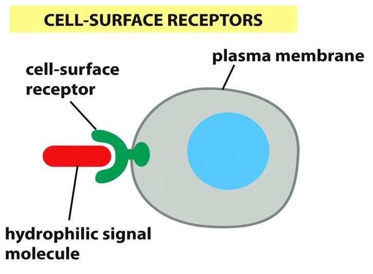 Sinalização Celular Moléculas-sinal extracelulares 1º Mensageiro Características químicas Influencia as características