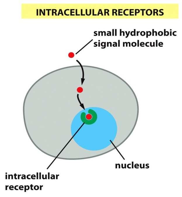 transmembrana que ao se ligarem a molécula sinalizadora são ativados e geram uma cascata de sinais intracelulares