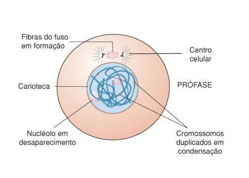 a) Prófase b) Metáfase 1. Entrada de água na célula 2.