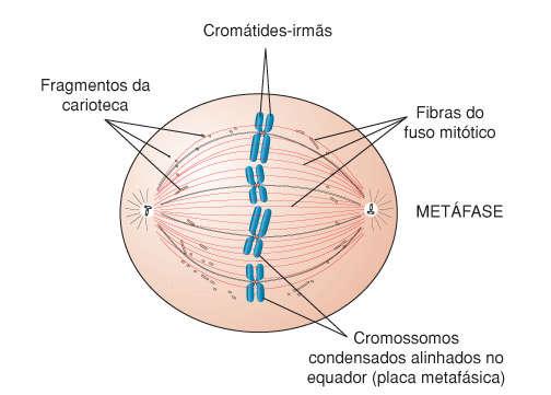 Desaparecimento do nucléolo e duplicação dos centríolos. 4.