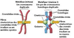 ) Metáfase I Anáfase I Homólogos Fibras do fuso pareados, um oposto ao