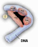 GENOMA HUMANO ESTRUTURA DOS CROMOSSOMOS HUMANOS O genoma humano, na sua forma diplóide, consiste em aproximadamente 6 a 7 milhões de pares de bases de DNA organizados linearmente em 23