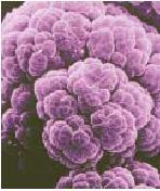 (Lactococcus