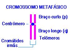 CROMOSSOMOS TÓPICOS : Conceito,