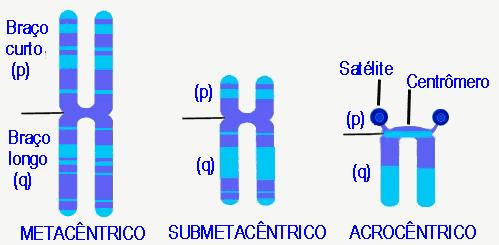TIPOS DE CROMOSSOMOS QUANTO À POSIÇÃO DO CENTRÔMERO E
