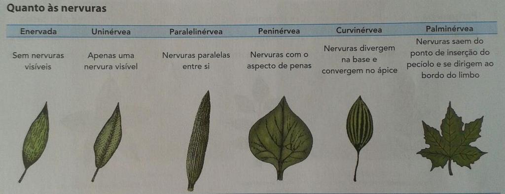 Folhas simples e compostas Tipos de folhas simples Tipos de folhas compostas Importante: nervuras paralelas