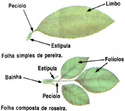 Exemplos Origem e funções Partes da folha Folhas completas: Limbo: porção expandida e laminar, responsável pela fotossíntese e pela transpiração; Nervura principal Nervura secundária Pecíolo: Porção