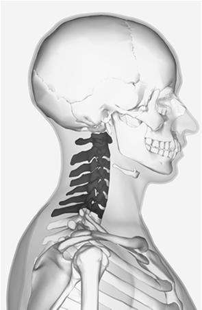 tireoidiana C6 - arco da cartilagem cricóide C7 vértebra proeminente Características Gerais
