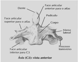 facetas articulares (2