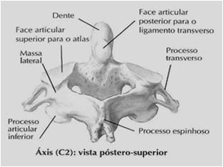 (convexas), 1 interna