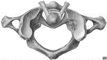 inferior do atlas e o processo articular superior do áxis