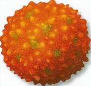 DIAGNÓSTICO DAS HEPATITES CLÍNICO EPIDEMIOLÓGICO LABORATORIAL ( VAH VÍRUS DA HEPATITE A (VHA ou - Caracterís'cas AGENTE ETIOLÓGICO: vírus da hepaate do Apo A hepatovírus (RNA vírus) família