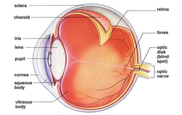 Exemplo: Sistema Visual Retina: captação da luz Intensidade Comprimento de onda Distribuição Espacial Detalhes da cena: fóvea Restante: visão periférica Movimentação Sacada: viagem + fixação (70 a