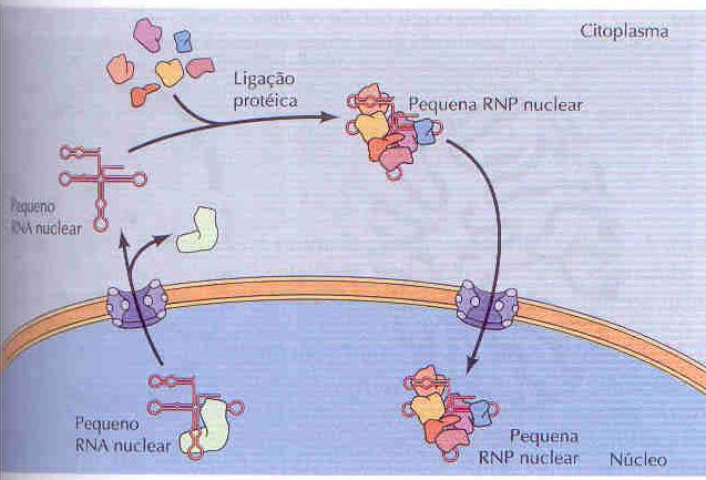 filamentos citoplasmáticos no poro nuclear 4- Um fator de troca de nucleotídeo guanina (RAN-GEF) altera a configuração do complexo para liberar a